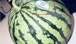 各种网红吃瓜事件,揭秘娱乐圈背后的真相与争议